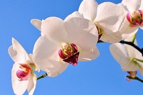 乐鱼（LEYU）体育-印度队2024年混合团体世界杯表现：超越自我，创造奇迹，印度足球队世界杯