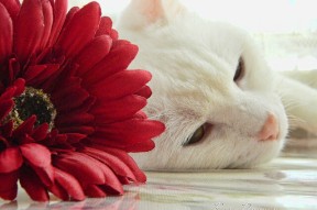 乐鱼体育登录-男子橄榄球需警惕全球竞争加剧，男子橄榄球比赛