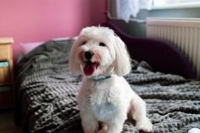 乐鱼官网-塞内加尔男篮在非洲锦标赛中获胜不断，体育声名远扬，南非洲杯塞内加尔