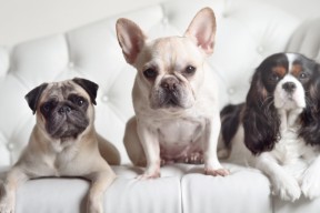 乐鱼app-线上足球知识竞赛吸引大量青少年参与，普及足球知识，线上足球活动