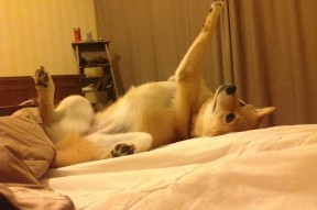 乐鱼体育平台官网-深圳领航队侧翼力量显著增强压制对手反击，深圳领航者队