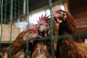 乐鱼体育APP官方下载-女子仰泳再演三国杀 麦基翁小胜史密斯