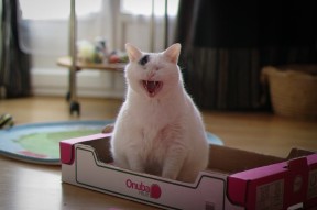 乐鱼体育-奥运村社交平台开放供运动员互动交流，奥运村服务