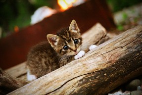 乐鱼电竞-渡边一平泳姿优雅展现顶尖水平，渡边明百度百科