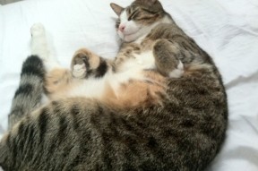 乐鱼（中国）体育官方网站-中国足球青训基地探索智能训练平台整合，中国足球青少年训练基地