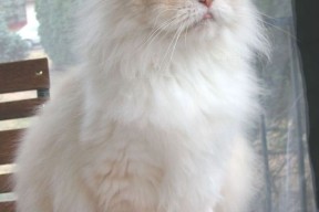 leyu.com-“飞盘竞技：三叉湖田径场为选手提供极速与精准的竞技舞台”