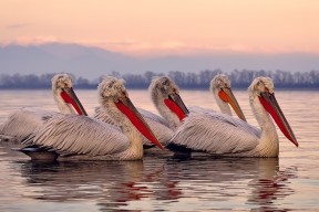 乐鱼电竞在线平台-李冰洁对决奥卡拉汉 全程紧咬不放，李冰洁奥运会参赛项目