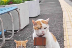 leyu乐鱼-世界围棋赛焦点之战引爆全场，世界围棋大赛总决赛