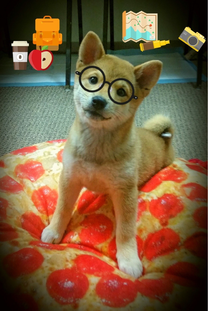 中国男子排球队在亚洲杯中力克强敌晋级四强,中国男子排球队队员名单