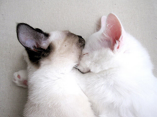 五大联赛争四大战是否比争冠更为激烈,五大联赛还是四大联赛