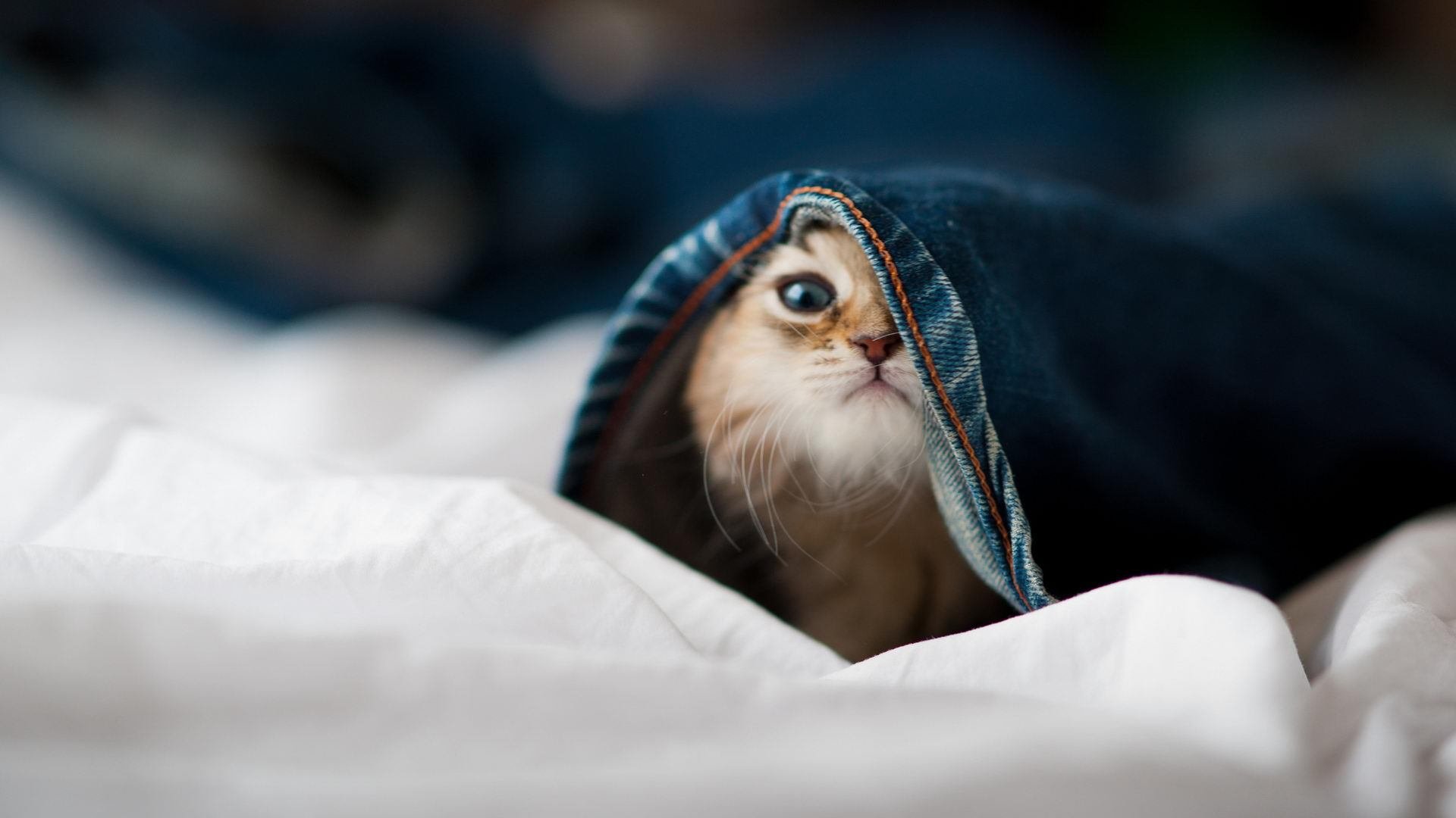 外教更换频繁对球队影响几何，换外教的话术