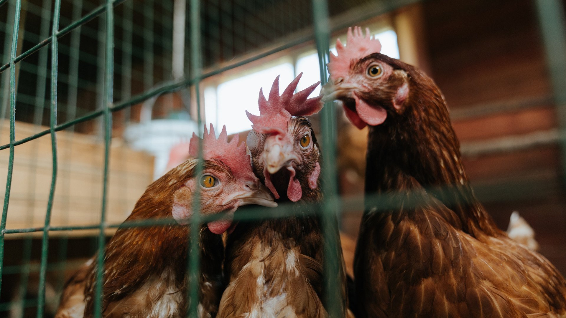 女子仰泳再演三国杀 麦基翁小胜史密斯