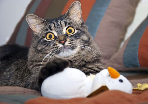 波兰队未来发展蓝图:如何借助国际赛事积累经验与自信心,波兰队战绩