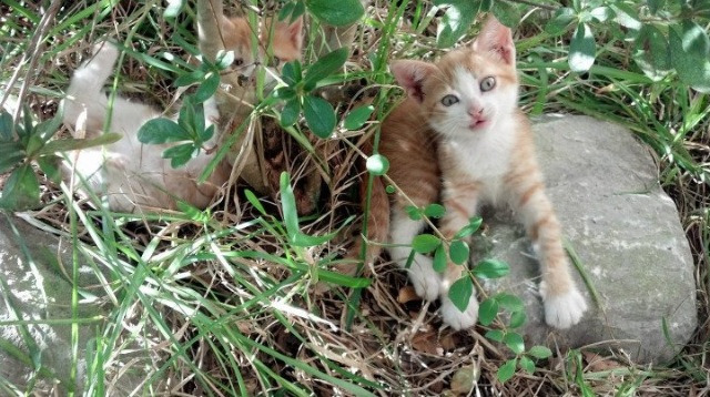 球队领袖更衣室影响力是否直接作用于比赛执行，球队领袖需要具备的