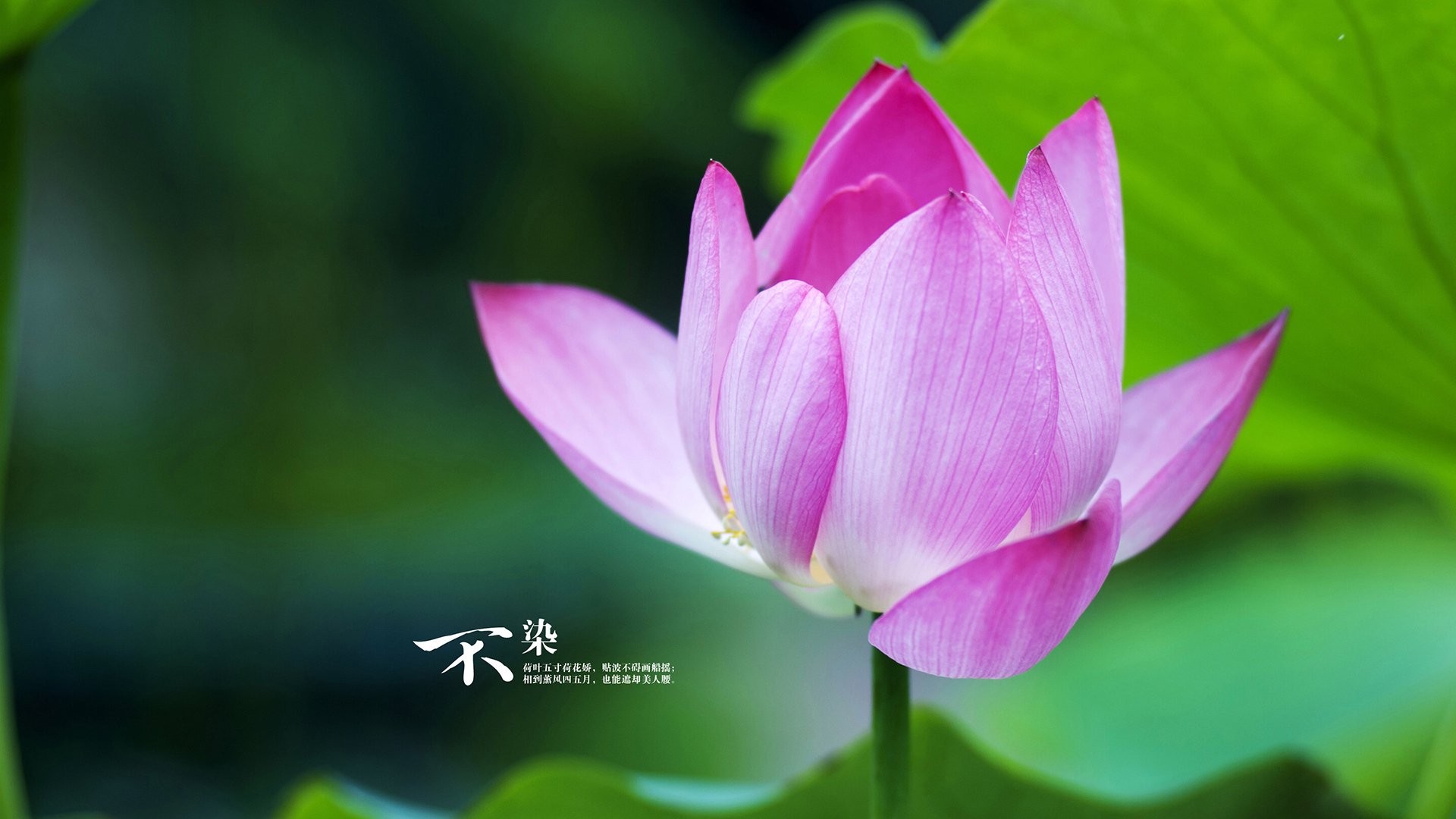 罗马尼亚队赛制挑战与突破:如何通过团体赛实现集体目标,罗马尼亚国际邀请赛