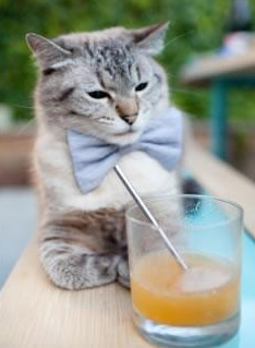 “马科斯·梅特罗的防守技术与速度,为美洲狮队提供全方位保障”