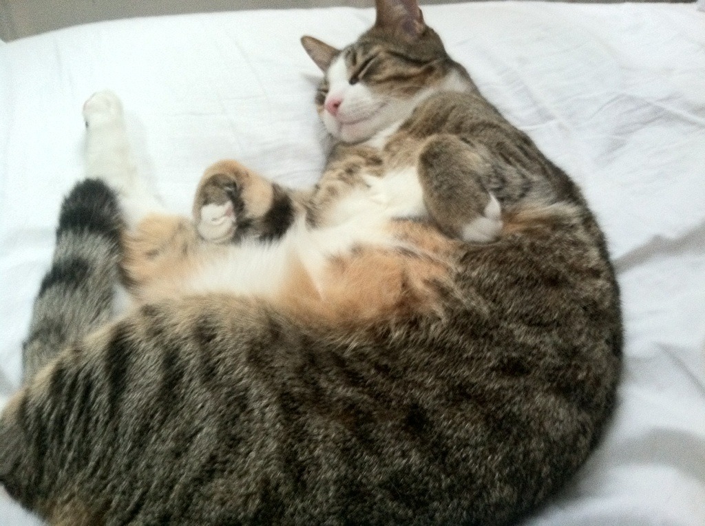 中国足球青训基地探索智能训练平台整合,中国足球青少年训练基地