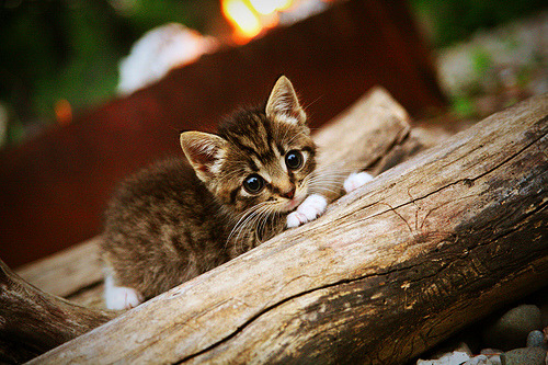 渡边一平泳姿优雅展现顶尖水平,渡边明百度百科